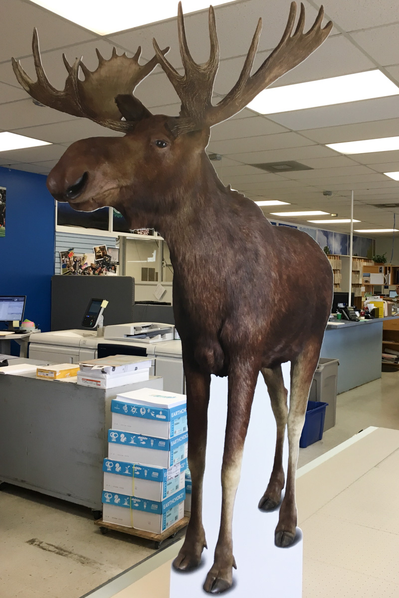 Image of contour-cut, direct-print, stand-up moose