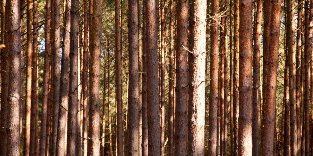 Trees in the forest